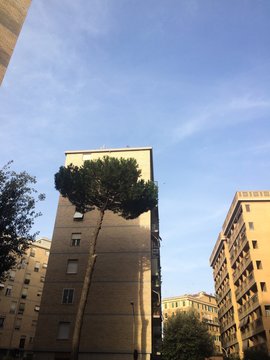 Roma