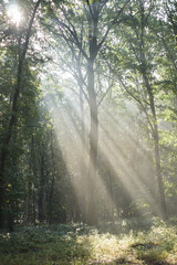 Fototapeta na wymiar Morning in foggy forest. Masovian district in Poland