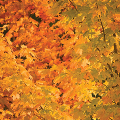 Abstract red and golden maple leaves in autumn background, large detailed vibrant colorful closeup