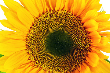 Obraz premium Sunflower. Isolated on White Background
