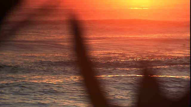 Cape Cod Sunrise thru root structure on beach
