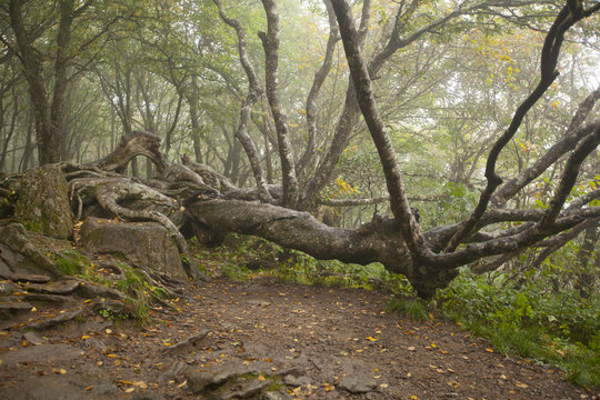A gnarled old tree in the Blue Ridge Mountains of Western North Carolina.