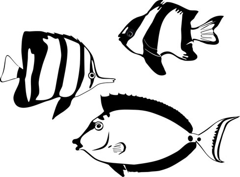 Black and white marine fishes