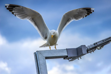 seagull with spread wings