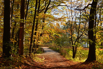 Dirt road in autumn forest