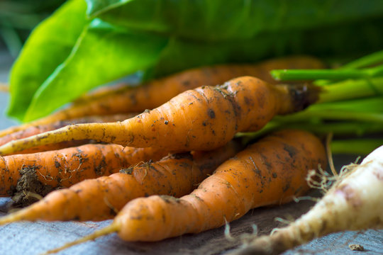 Homemade organic carrots