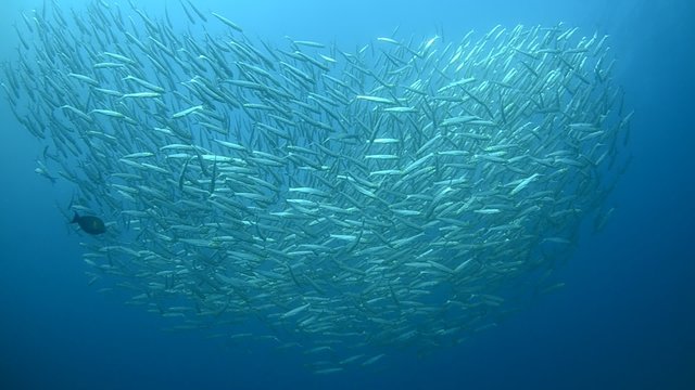School of small silver herring surrounding a shipwreck