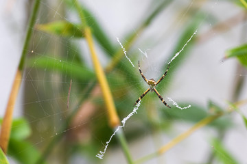 Black and Yellow Argiope spider on web