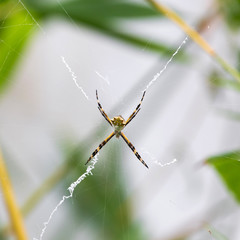Black and Yellow Argiope spider on web