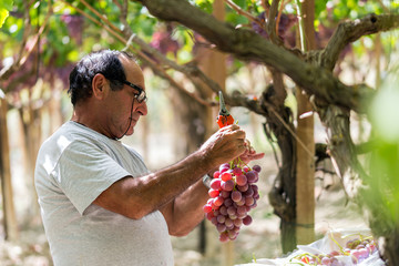 Time to harvest in Sicily. This farmer is picking black dessert grapes. The grapes will be sent to markets in northern Italy.  Natural light, picture taken in september near the town of Agrigento - obrazy, fototapety, plakaty