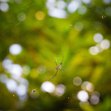 Black and Yellow Argiope spider on web