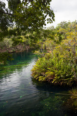 Cenote with pure water, Mexico