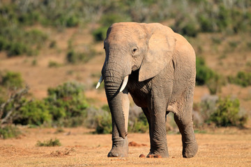 Fototapeta na wymiar Large African elephant bull (Loxodonta africana), Addo Elephant National park, South Africa.