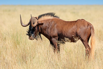 Male black wildebeest (Connochaetes gnou) in grassland, Mokala National Park, South Africa.