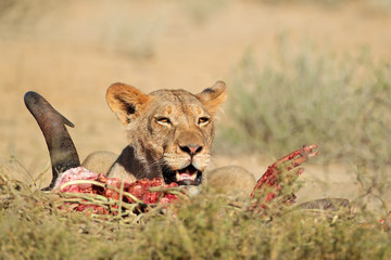 Lioness (Panthera leo) feeding on the carcass of a wildebeest, Kalahari desert, South Africa .