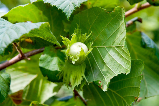 Green hazelnuts are growing on the tree.