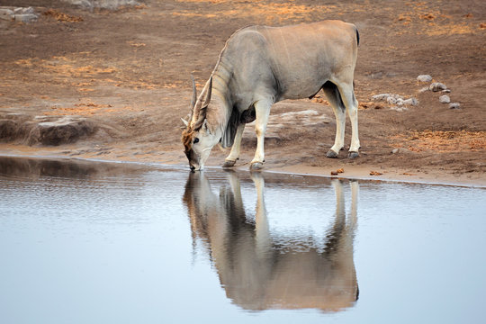 Large male eland antelope (Tragelaphus oryx) drinking at a waterhole, Etosha National Park, Namibia.