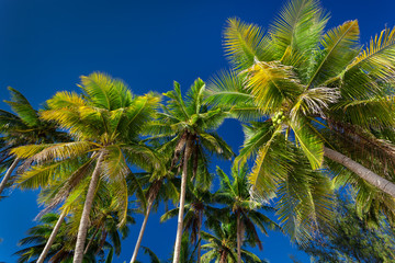 Fototapeta na wymiar Coconut palm trees on blue sky background, Boracay