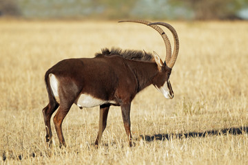 Male sable antelope (Hippotragus niger) with magnificent horns, South Africa.