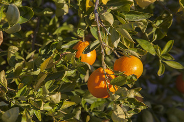 Ripe Tangelos on a tree