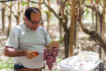 Time to harvest in Sicily. This farmer is picking black dessert grapes. The grapes will be sent to markets in northern Italy.  Natural light, picture taken in september near the town of Agrigento