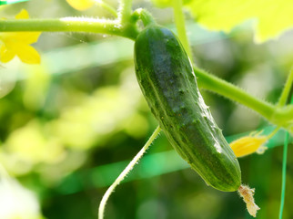Cucumber