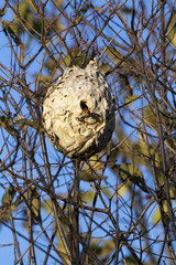 スズメバチの巣