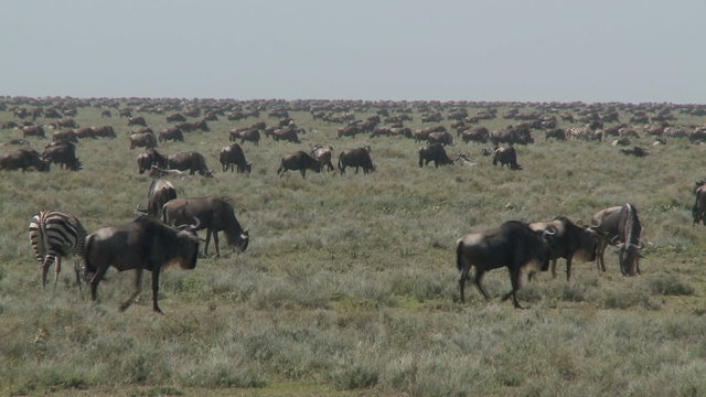 Great Wildebeest Migration in dense mass