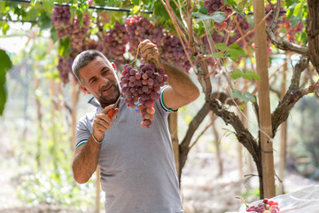 Time to harvest in Sicily. This farmer is picking black dessert grapes. The grapes will be sent to...