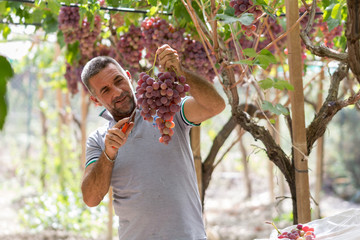 Time to harvest in Sicily. This farmer is picking black dessert grapes. The grapes will be sent to markets in northern Italy. Natural light, picture taken in september near the town of Agrigento