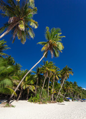 Fototapeta na wymiar Coconut palm trees on tropical beach, Boracay