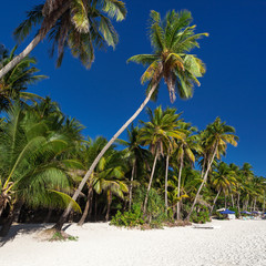 Coconut palm trees on tropical beach, Boracay