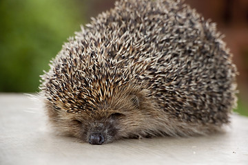 hedgehog in nature