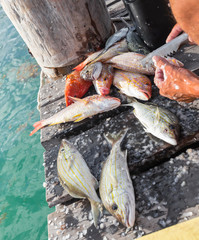 Cleaning just catched fish on wooden pier