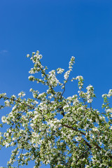 A blooming branch of apple tree on sky background