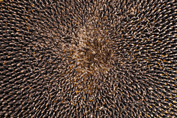 Sunflower with seeds. Textured background.