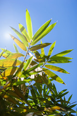 Bamboo leaves on blue sky
