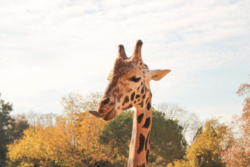 Giraffe mammal