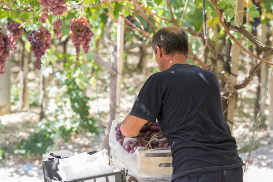 Time to harvest in Sicily. This farmer is picking black dessert grapes. The grapes will be sent to markets in northern Italy.  Natural light, picture taken in september near the town of Agrigento