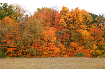 Colorful autumn foliage in the park