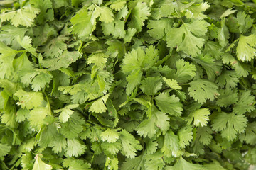 Hojas de cilantro en supermercado.