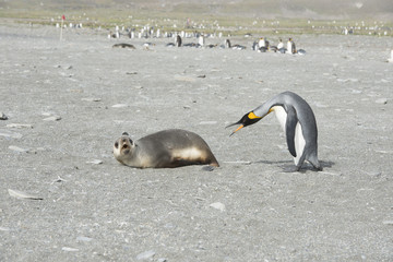 King Penguin with Fur Seal