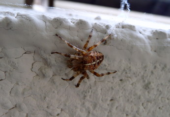 Nahaufnahme einer Spinne 