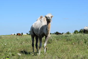 Naklejka premium Camel on a pasture