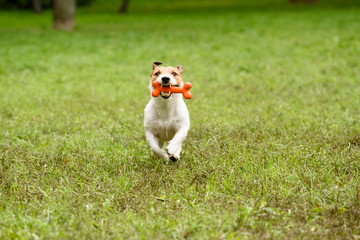 Dog running with bone in teeth on park lawn