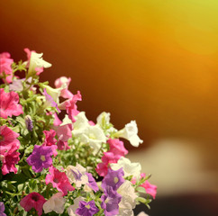 Bougainvillea flowers