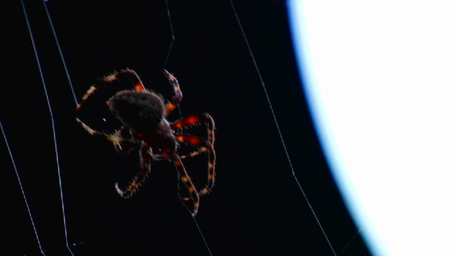 Close up of a spider building a web.
