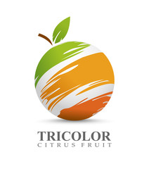 Vector illustration of citrus fruit concept