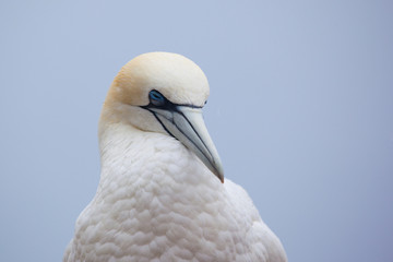 Northern gannet sleeping on Bonaventure Island near to Perce, Gaspe, Quebec, Canada.