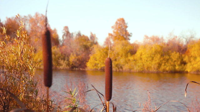 Bulrush plants in the swamp